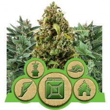Autoflowering Mix - RQS